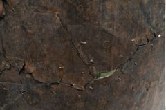 Foto von Bronzesitula (NHMW-PRAE-001390)